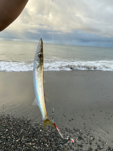 カマスの釣果