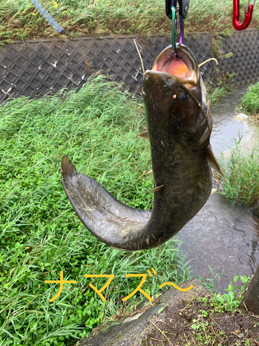 ナマズの釣果