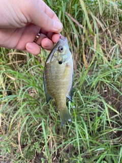 ブルーギルの釣果