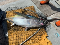 メバチマグロの釣果