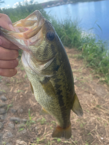 ラージマウスバスの釣果