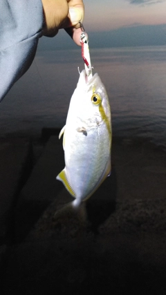 ショゴの釣果