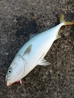 ハマチの釣果