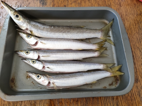 カマスの釣果