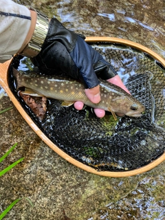 イワナの釣果