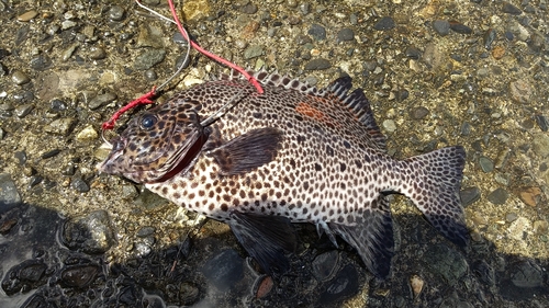 イシガキダイの釣果