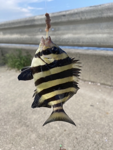 シマダイの釣果