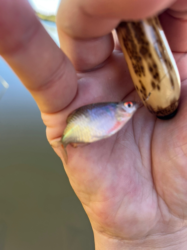 タイリクバラタナゴの釣果