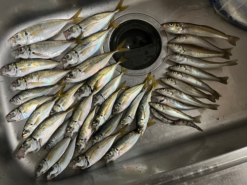 マアジの釣果