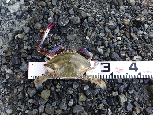 カニの釣果