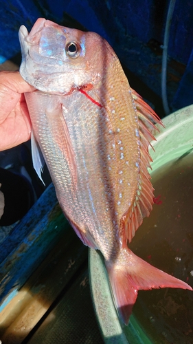 ハナダイの釣果