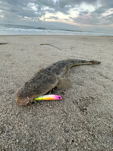 マゴチの釣果