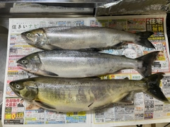 アキアジの釣果