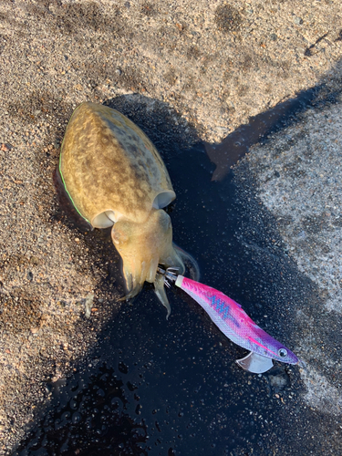 コウイカの釣果