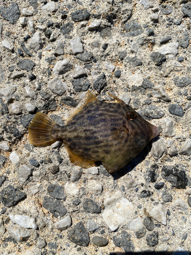 カワハギの釣果