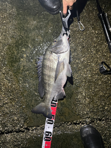 クロダイの釣果