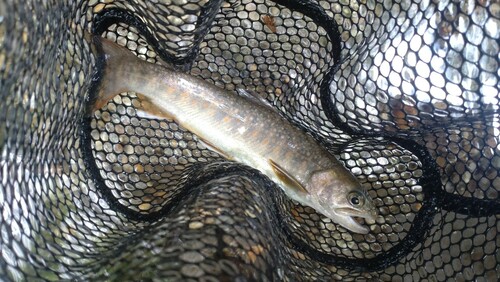 ニッコウイワナの釣果