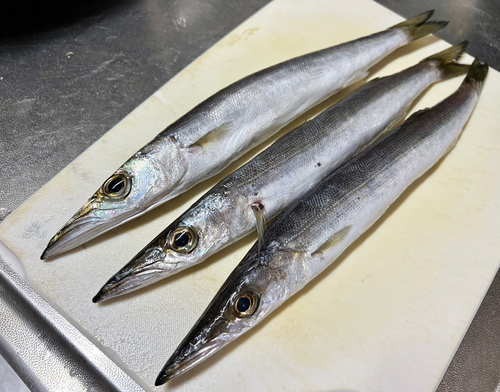 アカカマスの釣果