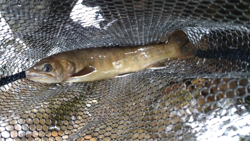 ヤマトイワナの釣果