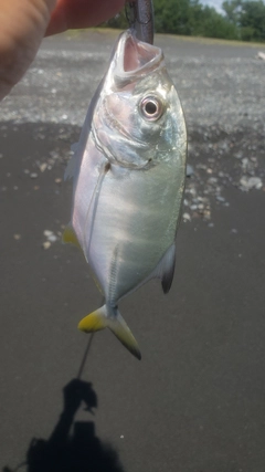 メッキの釣果