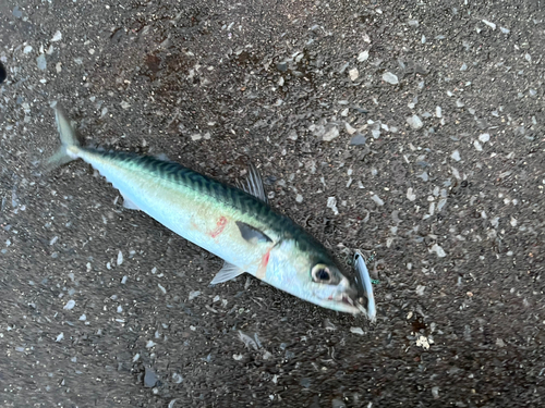 サバの釣果