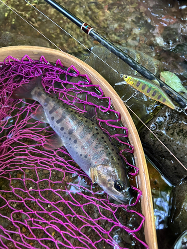 アマゴの釣果