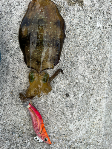 アオリイカの釣果