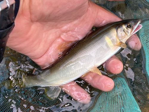 アユの釣果