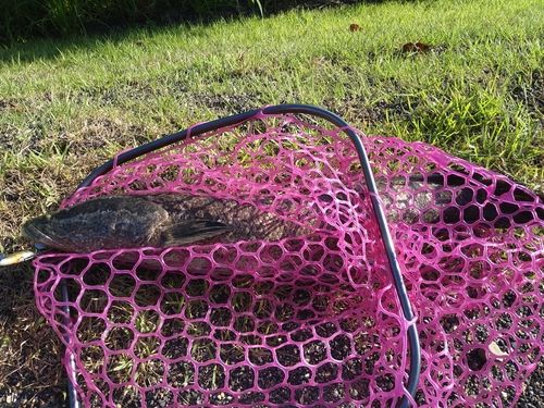 ライギョの釣果