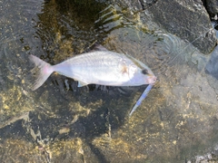 ショゴの釣果