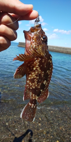 カサゴの釣果