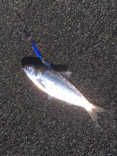 コノシロの釣果