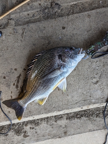 キビレの釣果