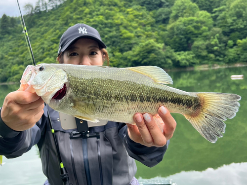 ラージマウスバスの釣果