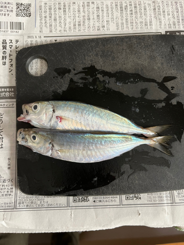 アジの釣果