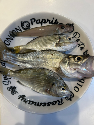 タイの釣果