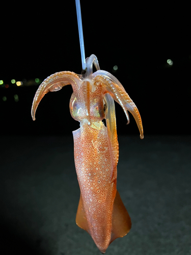 イカの釣果