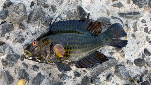 釣果