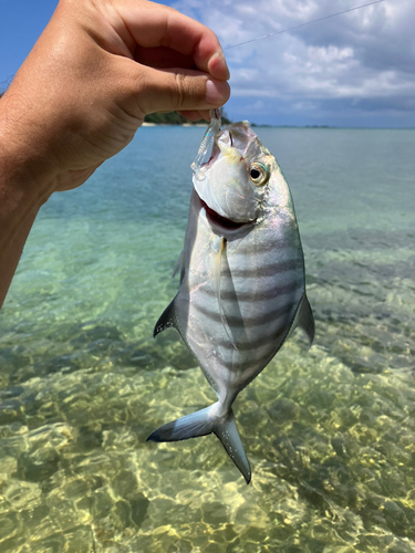 クロヒラアジの釣果