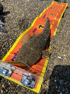 マゴチの釣果