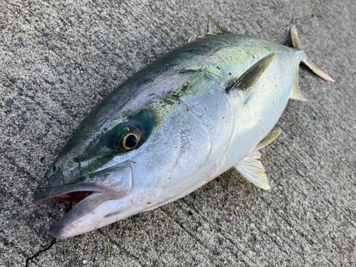 イナダの釣果