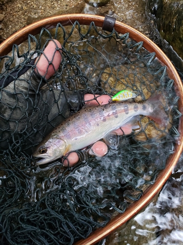 アマゴの釣果