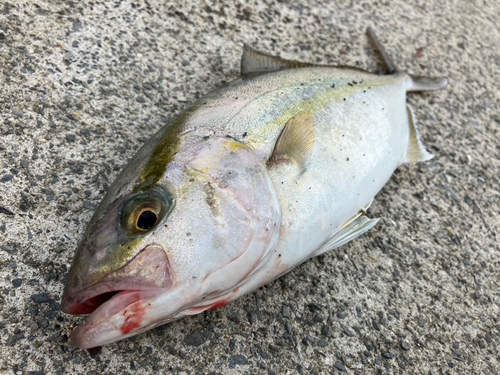 ショゴの釣果