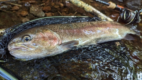 ニジマスの釣果