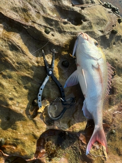 タイの釣果