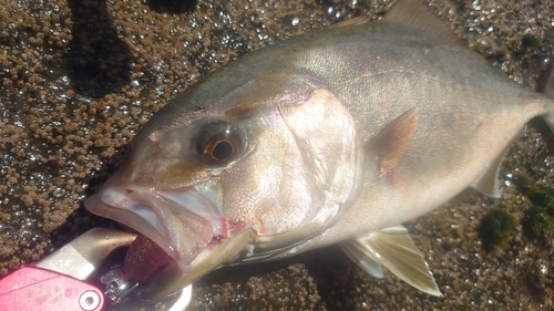 ショゴの釣果