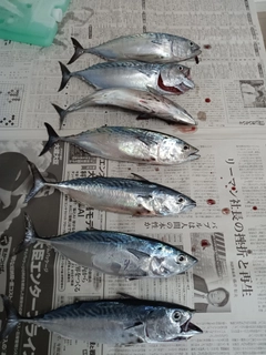 ヒラソウダの釣果