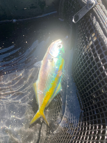 タカベの釣果