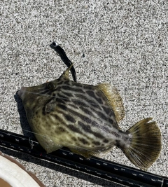 カワハギの釣果