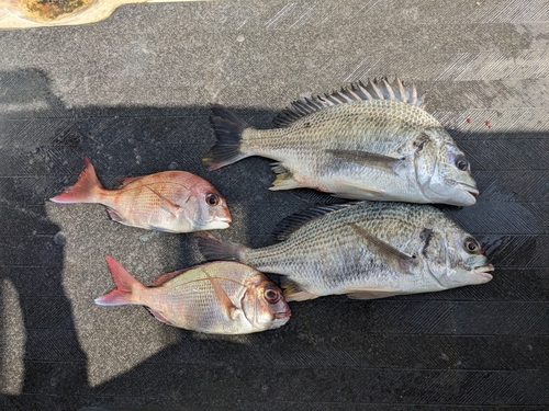 マダイの釣果